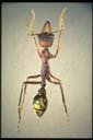 Myrmecia eungellensis