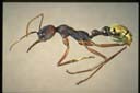 Myrmecia eungellensis