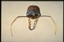 Myrmecia eungellensis