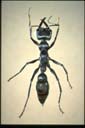 Myrmecia mandibularis F. Smith