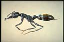 Myrmecia mandibularis F. Smith