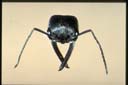 Myrmecia mandibularis F. Smith