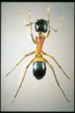 Camponotus consobrinus