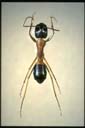 Camponotus consobrinus