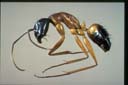 Camponotus consobrinus