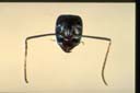Camponotus consobrinus