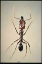 Odontomachus monticola