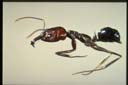 Odontomachus monticola