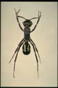 Rhytidoponera reticulata