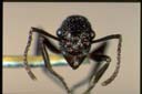 Rhytidoponera reticulata