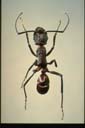 Rhytidoponera sp.