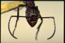 Rhytidoponera sp.