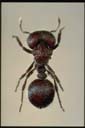 Meranoplus aff. diversus