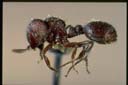 Meranoplus aff. diversus