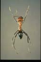Iridomyrmex sanguineus