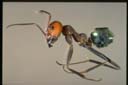 Iridomyrmex sanguineus