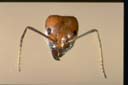 Iridomyrmex sanguineus