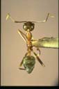 Oecophylla smaragdina