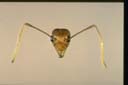 Oecophylla smaragdina