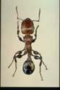 Podomyrma adelaidae