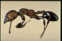 Podomyrma adelaidae