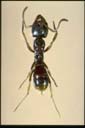 Pachycondyla lutea