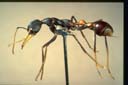 Myrmecia rufinodis