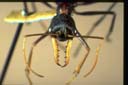 Myrmecia rufinodis