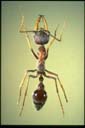 Myrmecia forceps