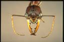 Myrmecia forceps