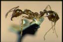 Aphaenogaster poultoni