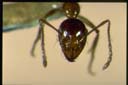 Aphaenogaster poultoni