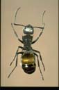 Polyrhachis senilis