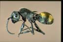 Polyrhachis senilis