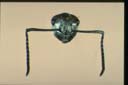 Polyrhachis senilis