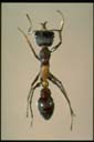 Myrmecia urens