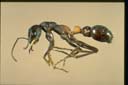 Myrmecia urens
