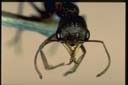 Myrmecia urens
