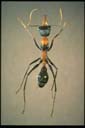 Myrmecia nigrocincta