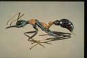 Myrmecia nigrocincta