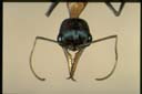 Myrmecia nigrocincta