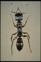 Myrmecia fulvipes