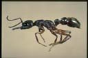 Myrmecia fulvipes
