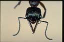Myrmecia fulvipes