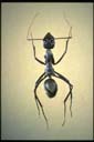 Notostigma sp.