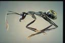 Notostigma sp.