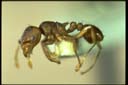 Rhoptromyrmex wroughtoni