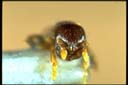 Rhoptromyrmex rothneyi