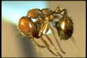 Solenopsis geminata