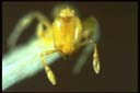 Anillomyrma sp.
